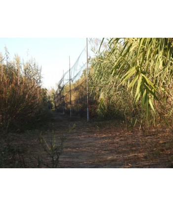 VTC électrique Gazelle...