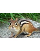 Rongeur et petit mammifère